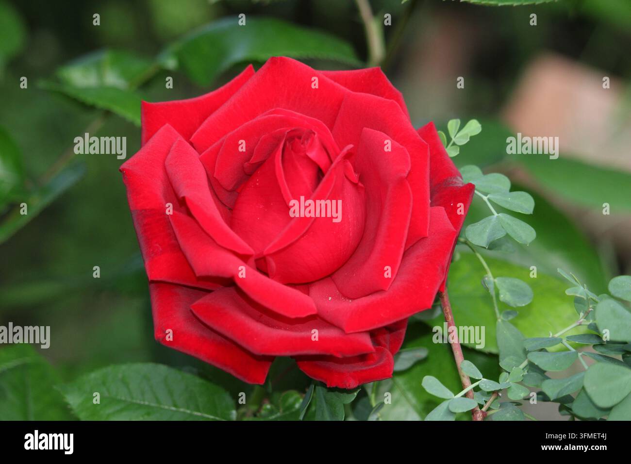 Fotografia di una rosa rossa in piena fioritura circondata da foglie verdi. Foto Stock