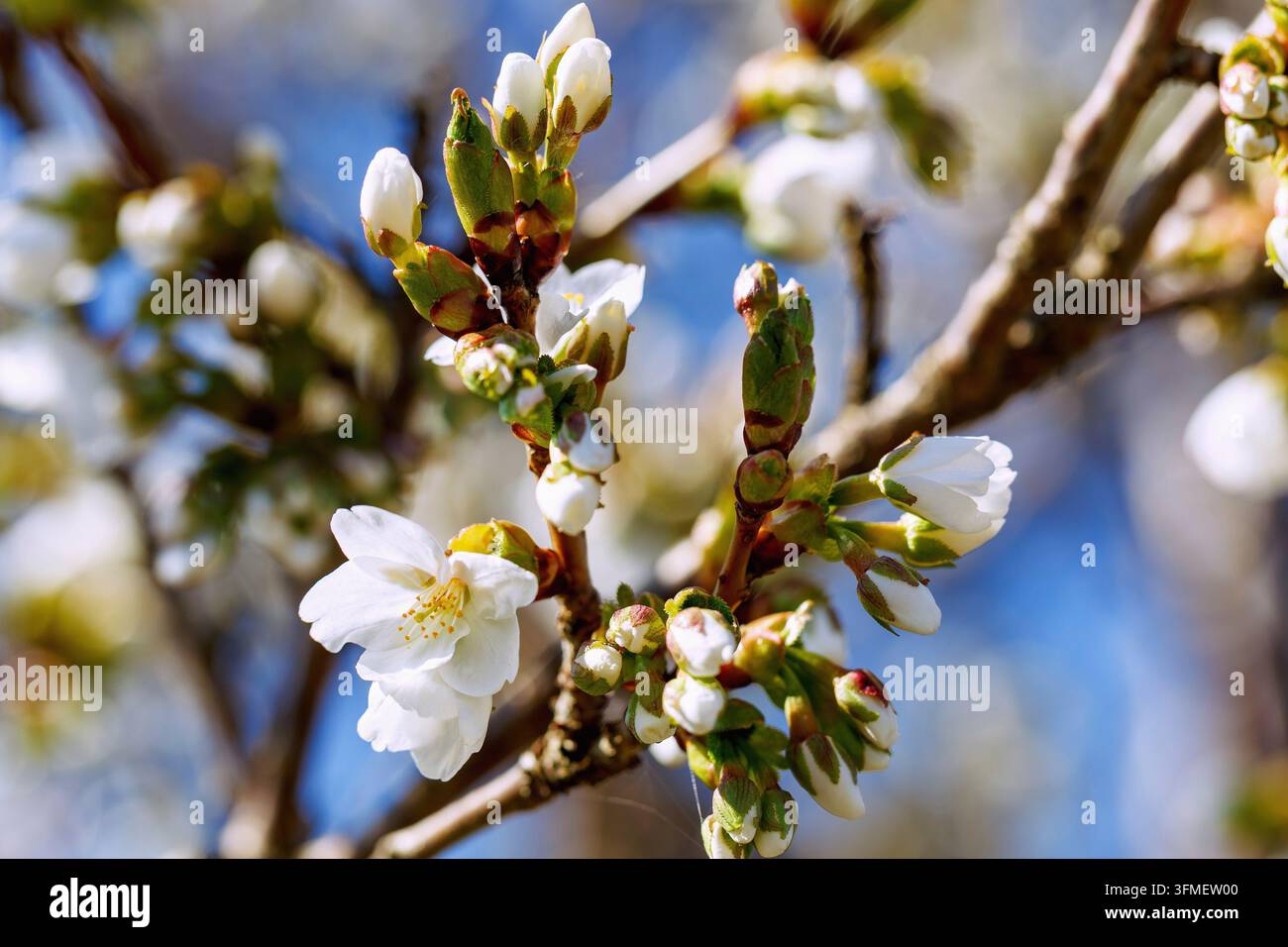 Rami di fiori di ciliegio dell'ibrido di ciliegio, Prunus incisa Thunb. x speciosa Ingram, Umineko Foto Stock