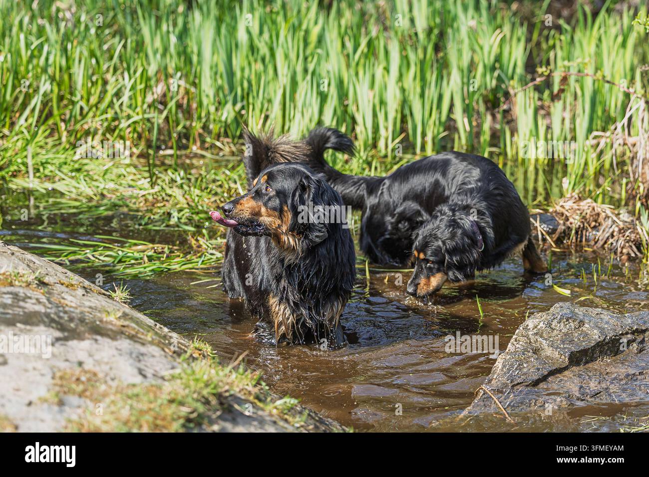 Coppia di Hovawart neri Canis lupus familiaris che si rinfrescano nell'acqua del ruscello. Foto Stock