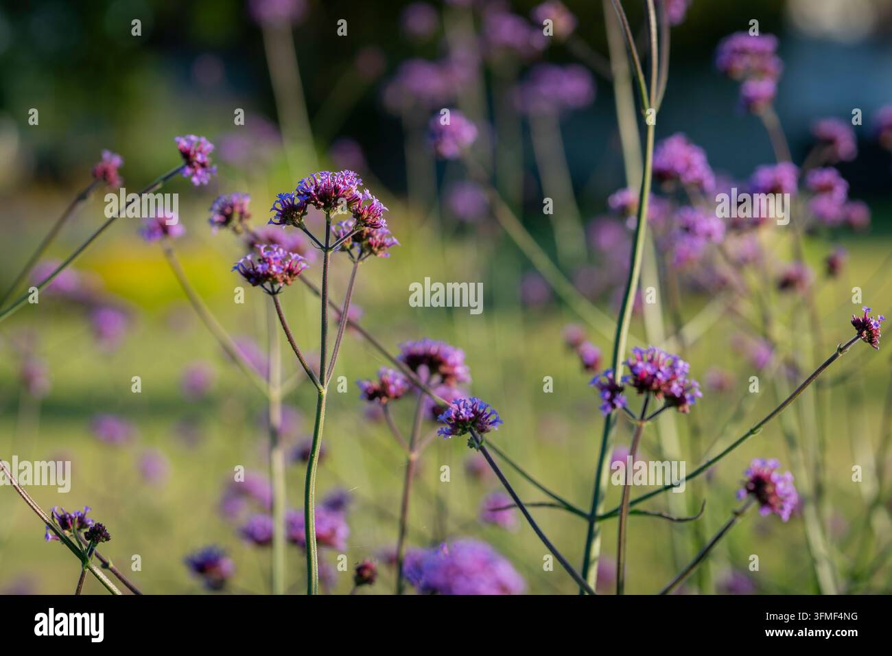 Verbena bonariensis, verbena alta, una pianta perenne graziosa con steli sottili e ramificati e grappoli di piccoli fiori violetti-porpora. Foto Stock