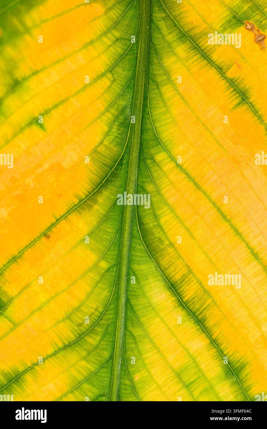 Vista ravvicinata di una superficie fogliare gialla e verde che mostra la vena centrale, le linee di ramificazione delicate, i cambiamenti di colore naturali, la texture organica, i dettagli macro. Foto Stock