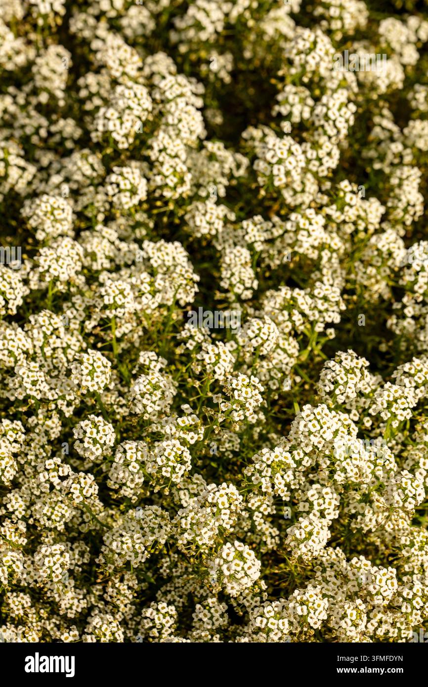 Primo piano naturale di una copertura del suolo fiorita ritratto di Lobularia maritima 'Carpet of Snow', alyssum dolce 'Carpet of Snow', Alyssum 'Carpet of Snow', in forma. Foto Stock
