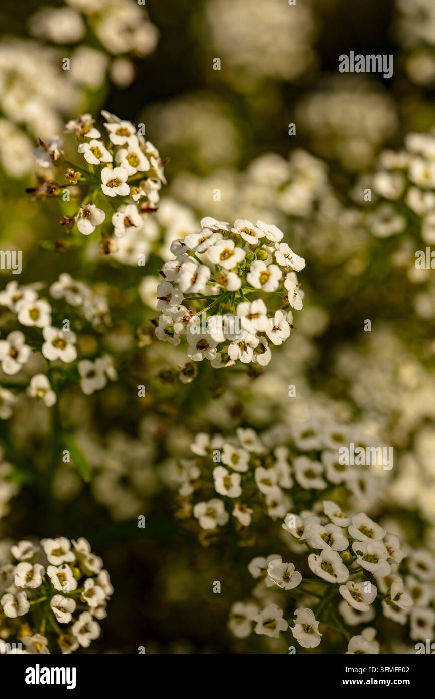 Primo piano naturale di una copertura del suolo fiorita ritratto di Lobularia maritima 'Carpet of Snow', alyssum dolce 'Carpet of Snow', Alyssum 'Carpet of Snow', in forma. Foto Stock