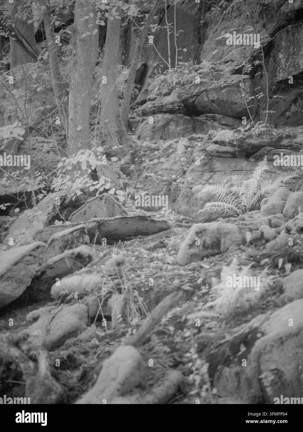 In una foresta, rocce e alberi creano una scena naturale catturata con un filtro infrarosso. Felci e muschio coprono le caratteristiche del terreno sotto una luce soffusa. Foto Stock