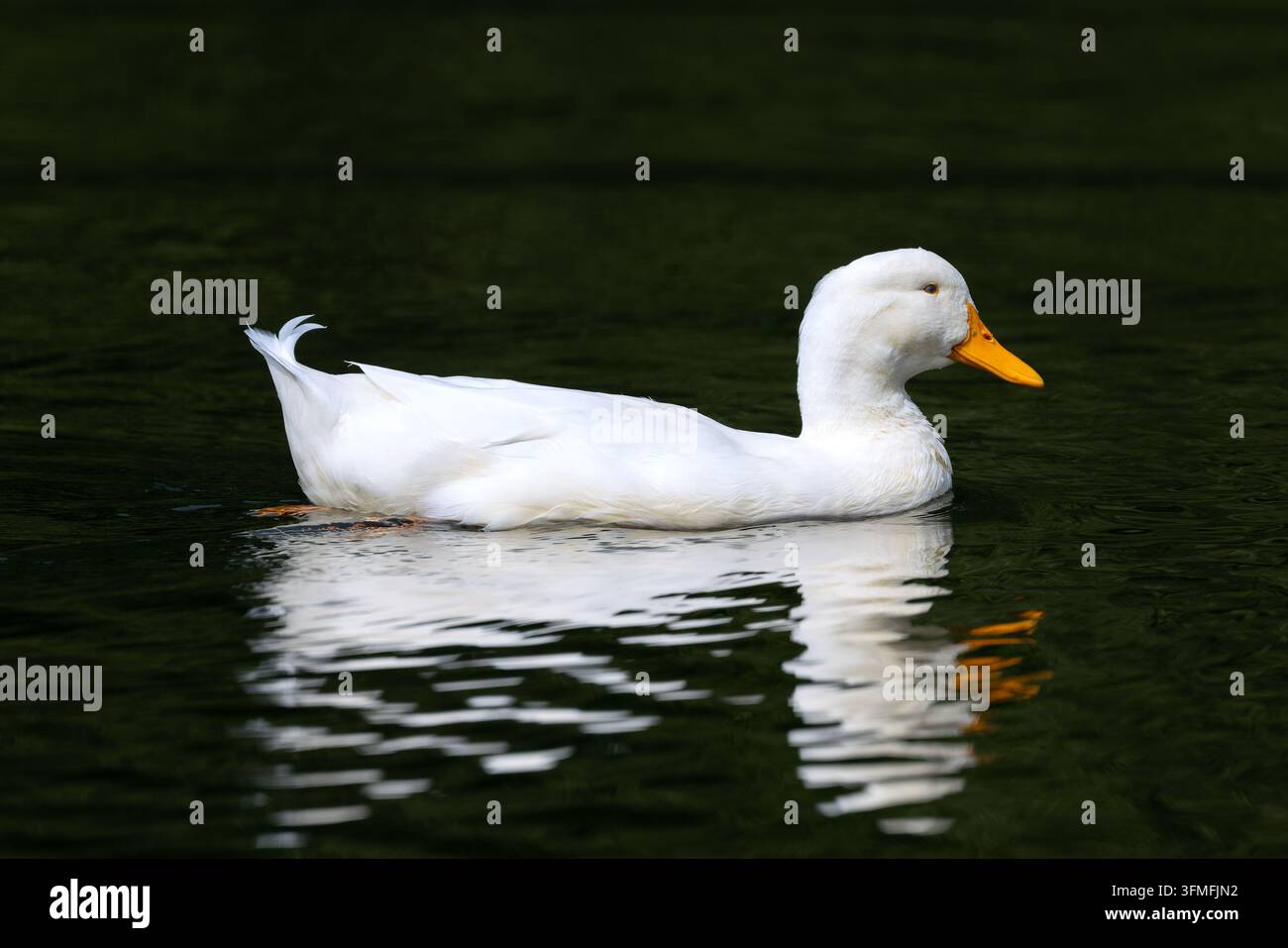 Profilo pulito di un'anatra domestica di Pekin bianca che nuota su acqua scura e calma, proiettando un riflesso verticale chiaro alla luce del giorno. Foto Stock