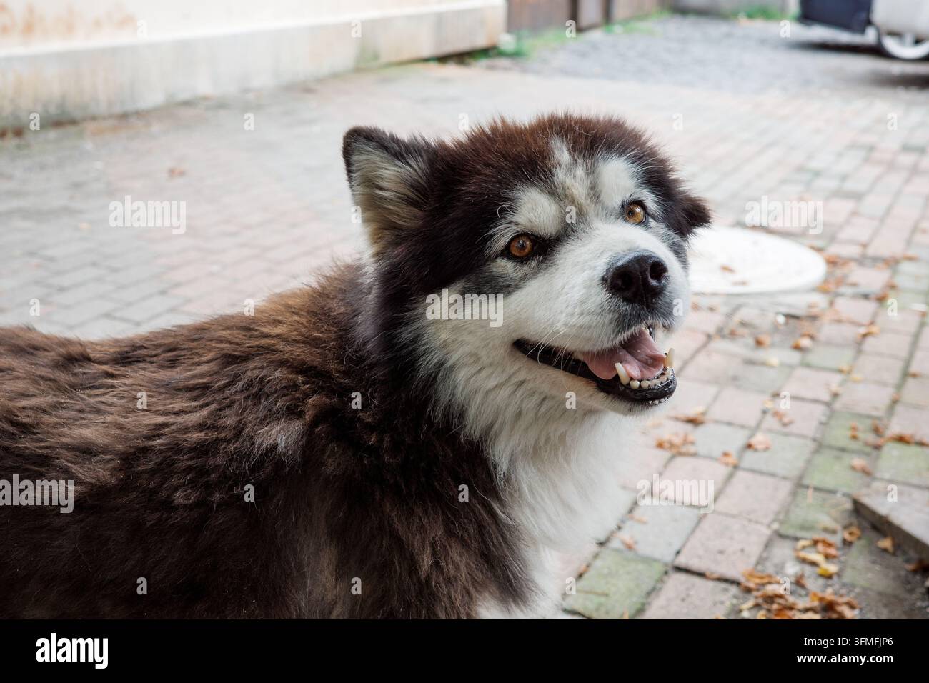 Cane randagio amichevole con pelo incolto che guarda l'obiettivo all'aperto, ritratto di un animale senza casa che rappresenta benessere, salvataggio e adozione. Foto Stock