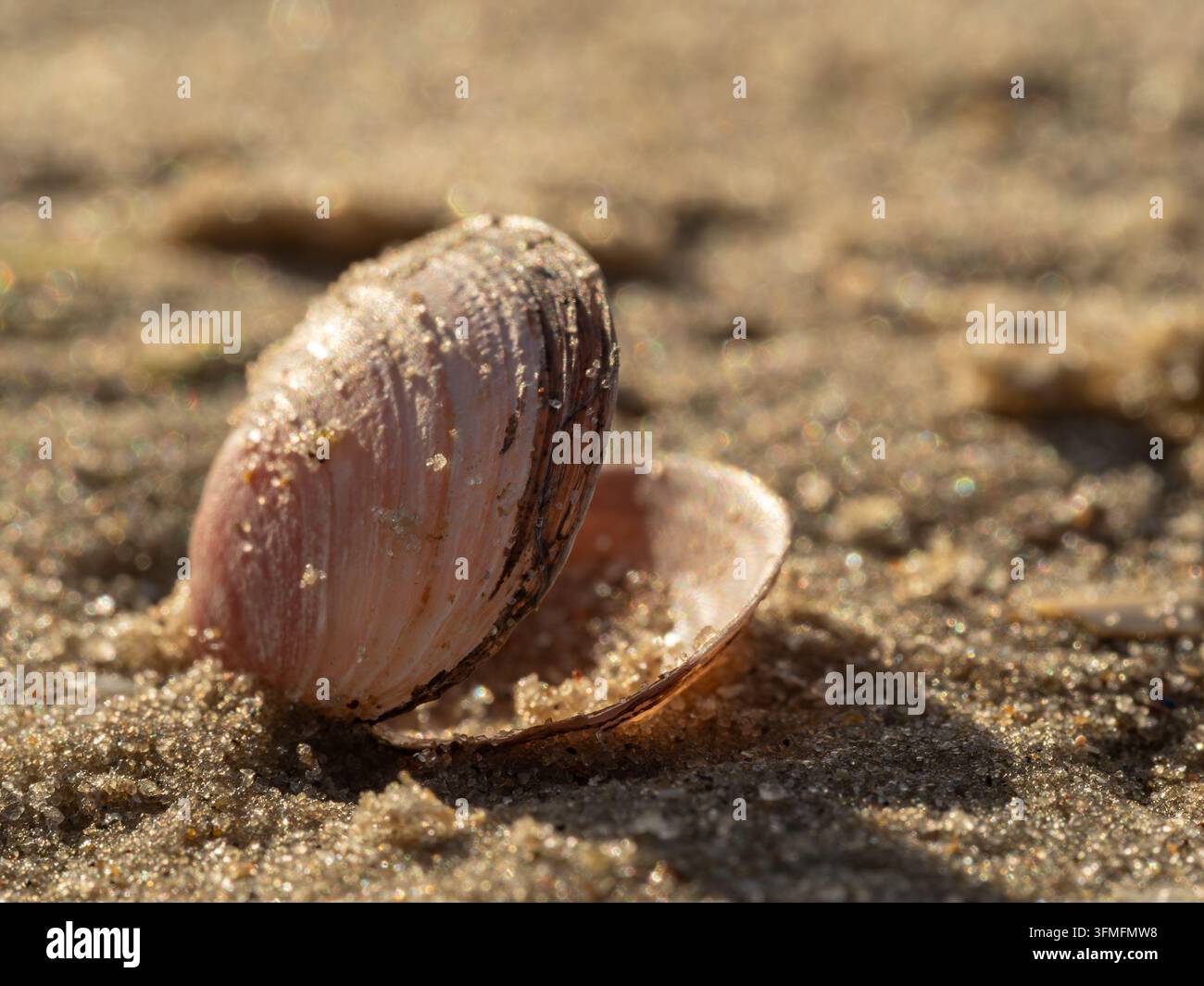 Conchiglia rosa delicata mezza sepolta nella calda spiaggia di sabbia, illuminata dalla luce dorata del sole. Lo sfondo sfocato morbido evoca estate, calma, nostalgia e natura Foto Stock