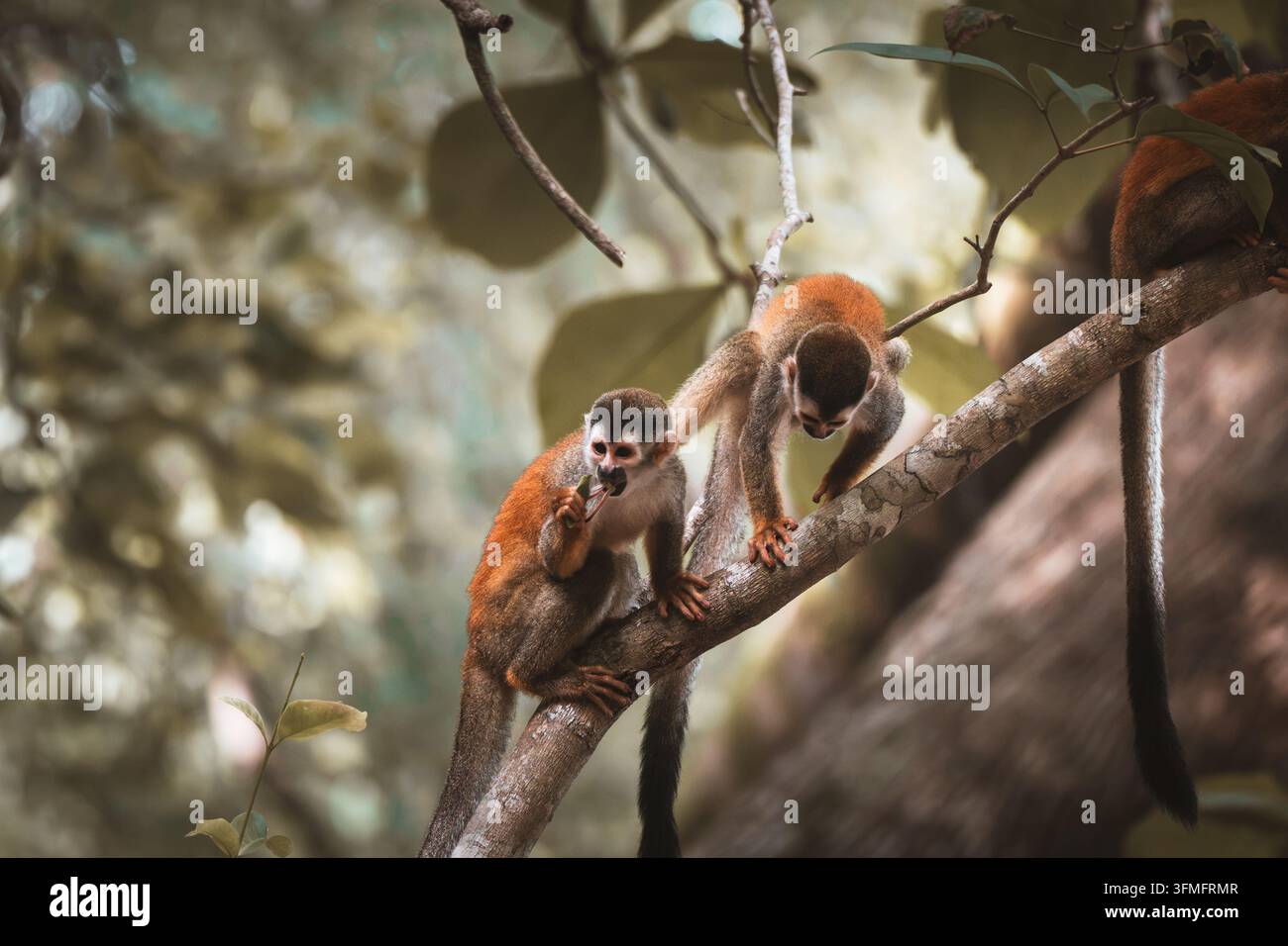 Vista di due scimmiette volpe appollaiate su un ramo nella foresta pluviale della Costa Rica. Foto Stock
