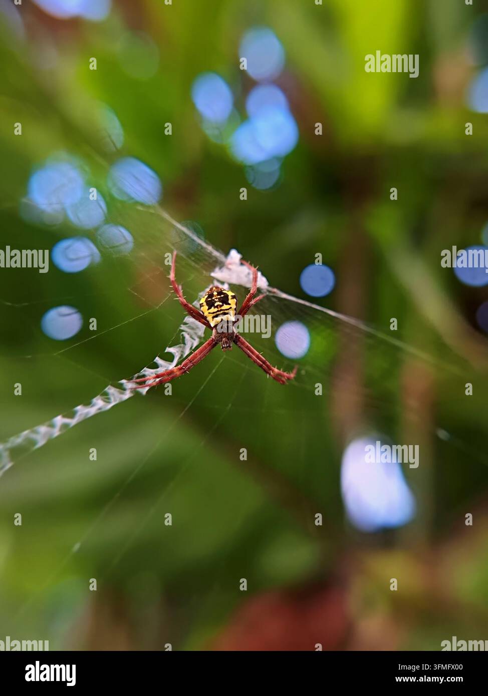 Una vistosa ragnatela Argiope gialla e nera si riposa al centro della sua ragnatela, circondata da uno sfondo sfocato verde morbido e bellissimo Foto Stock