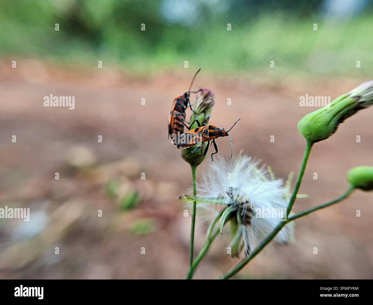 Fotografia macro di una coppia in accoppiamento di insetti seed colorati rossi e neri, comunemente noti come insetti Darth Maul Foto Stock