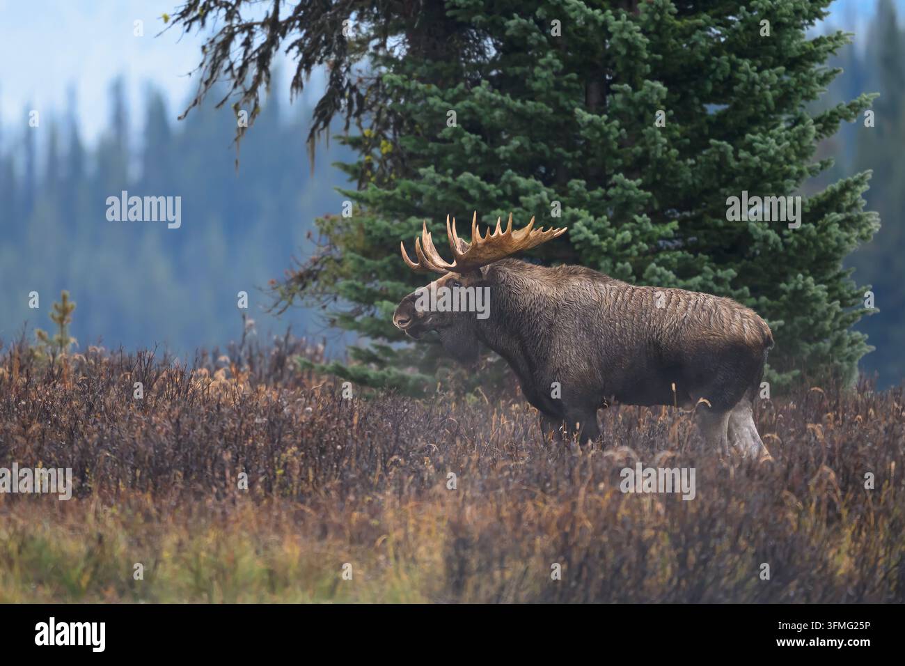 Alce maschio in piedi davanti a un pino al lago Maligne, Parco nazionale di Jasper, Alberta Foto Stock