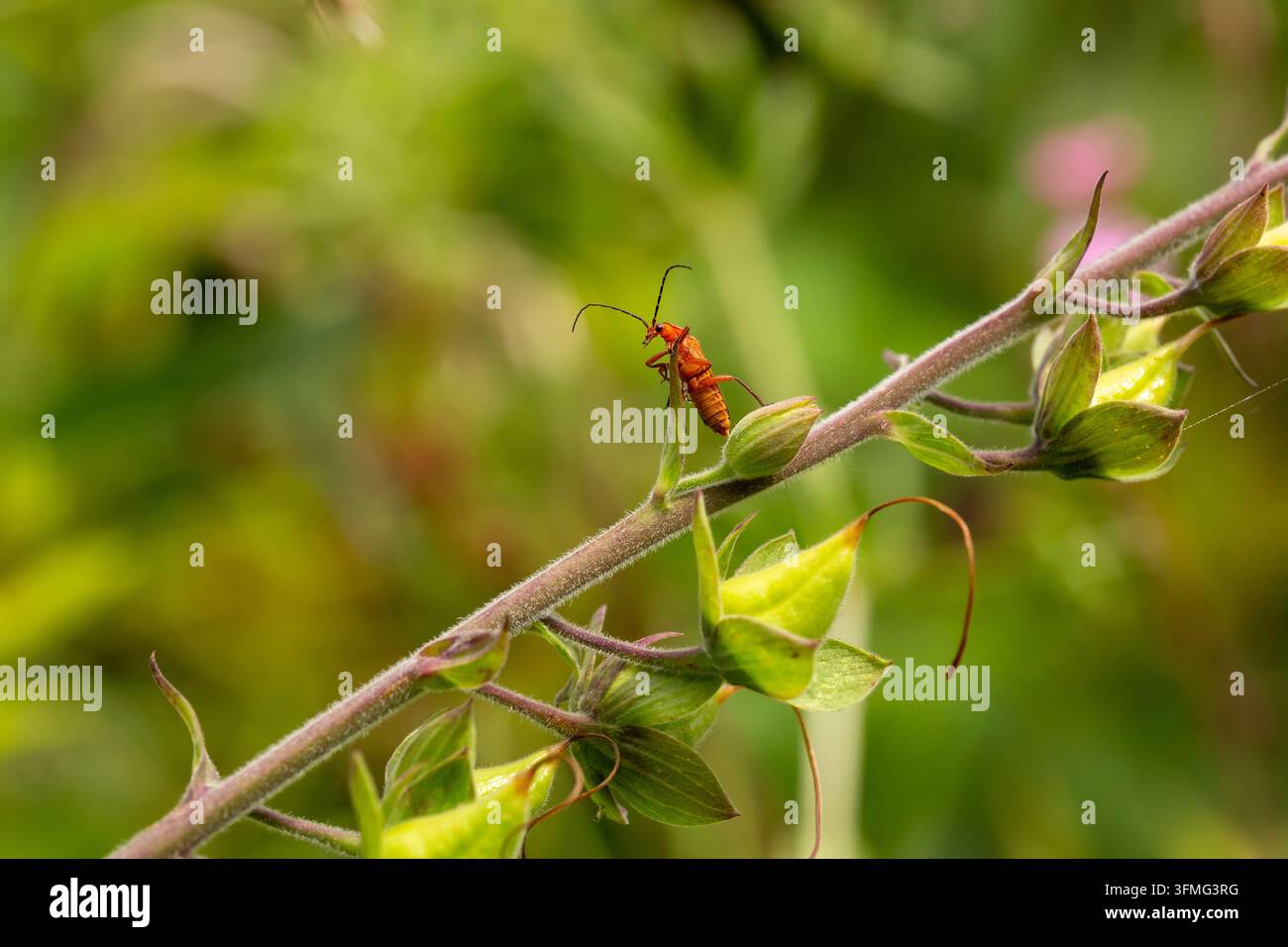 Coccinella soldato comune - Rhagonycha Fulva Foto Stock