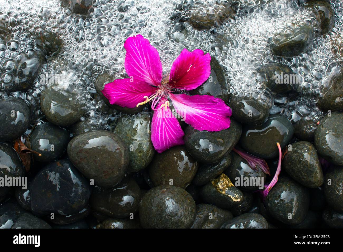 Unico fiore di bauhinia rosa caduto su ciottoli neri bagnati con schiuma di mare Foto Stock