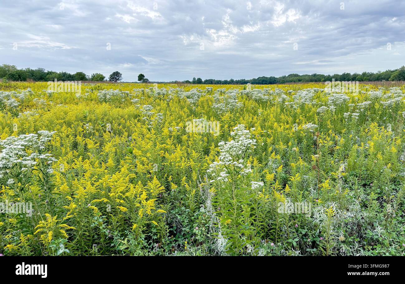 Paesaggio di prateria restaurata del Midwest Foto Stock