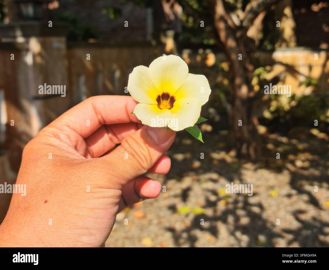 Un primo piano di una mano che tiene delicatamente un fiore giallo brillante con un centro scuro, mettendo in mostra i petali delicati e una piccola foglia verde. Lo sfon Foto Stock