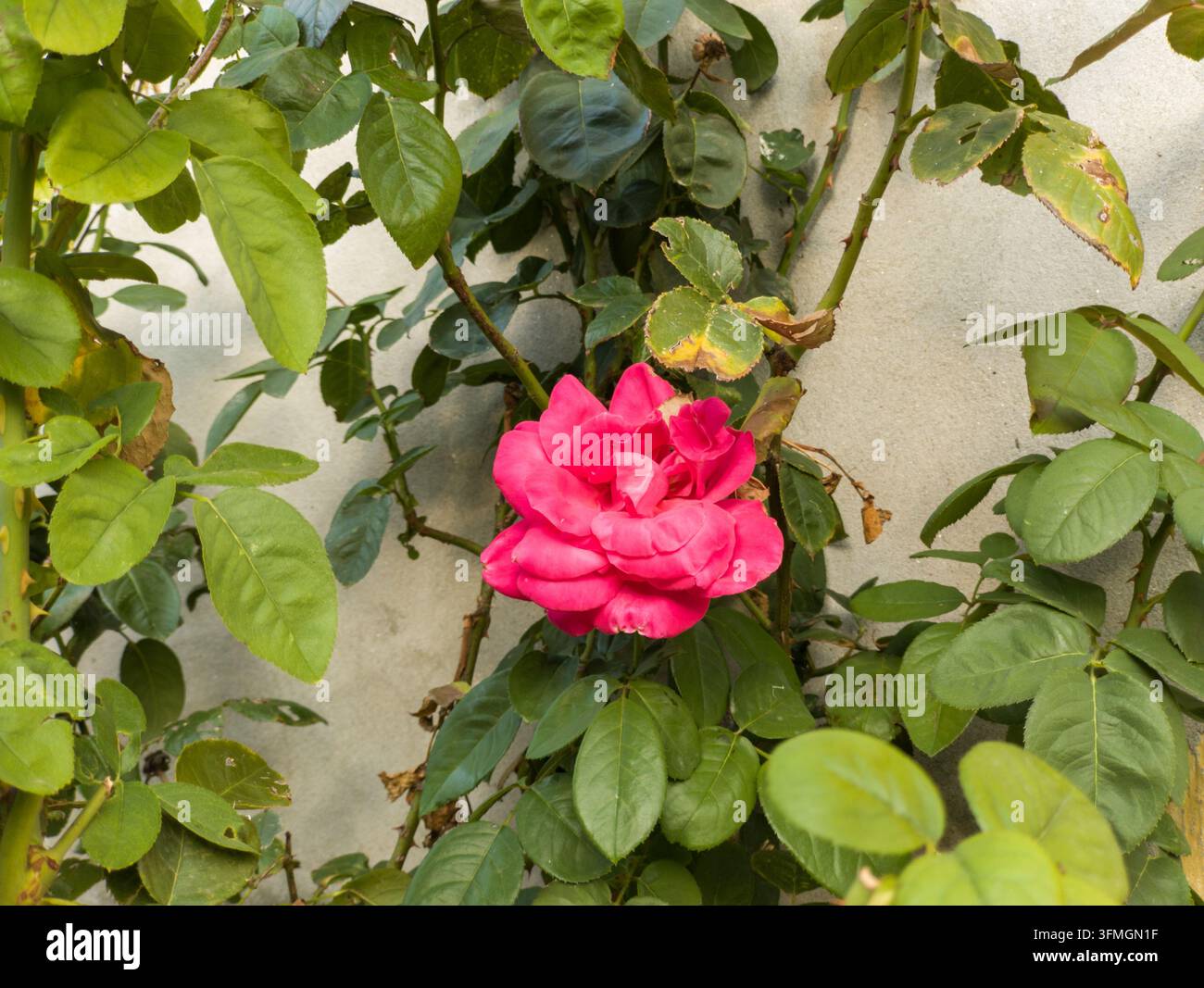 Prima vista ravvicinata di una rosa magenta rosa vibrante in fiore su un cespuglio spinoso con foglie verdi contro un muro di cemento. Foto Stock