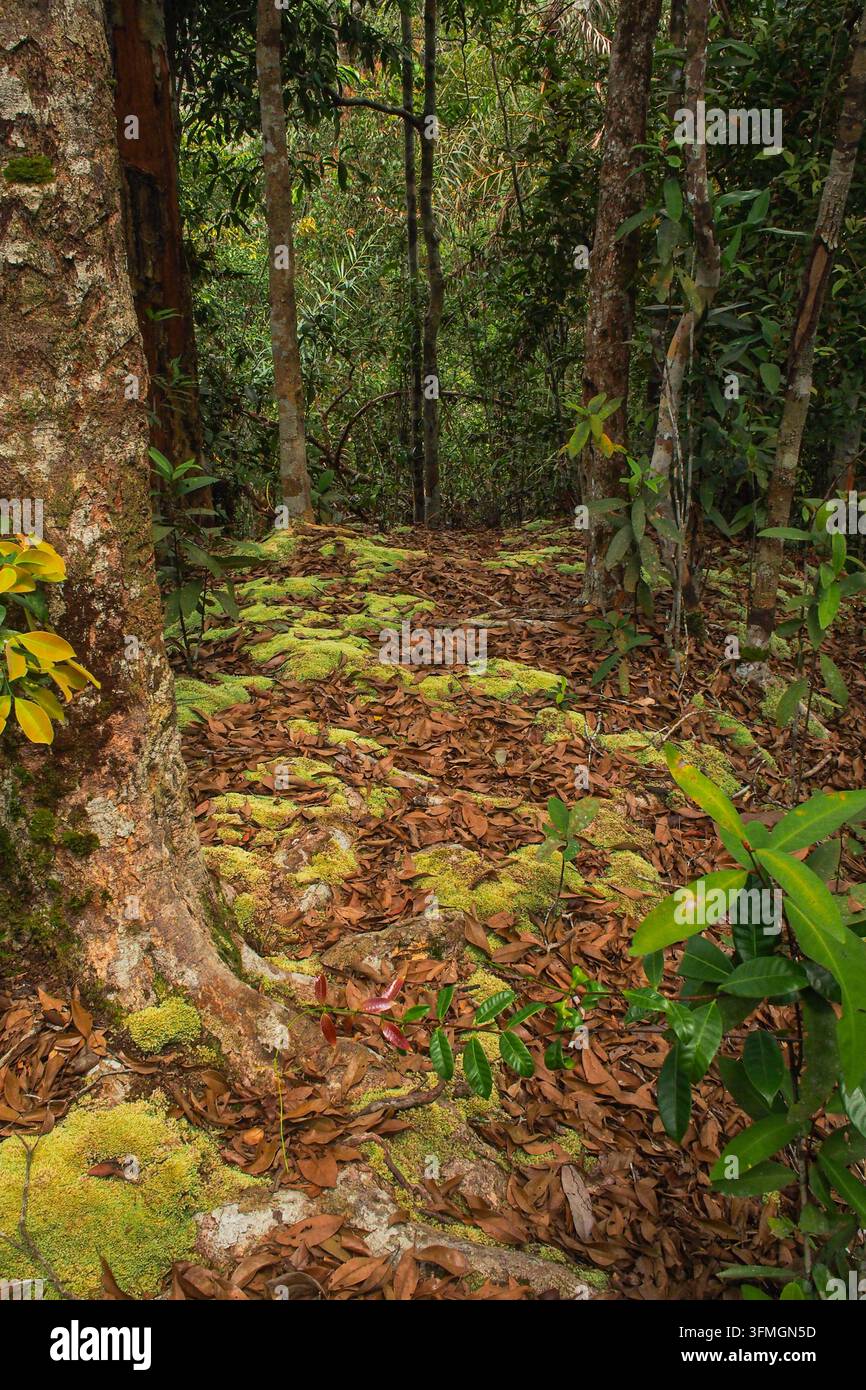 Foresta pluviale tropicale di bassa quota a Rimbang Baling, Riau, Sumatra, Indonesia Foto Stock