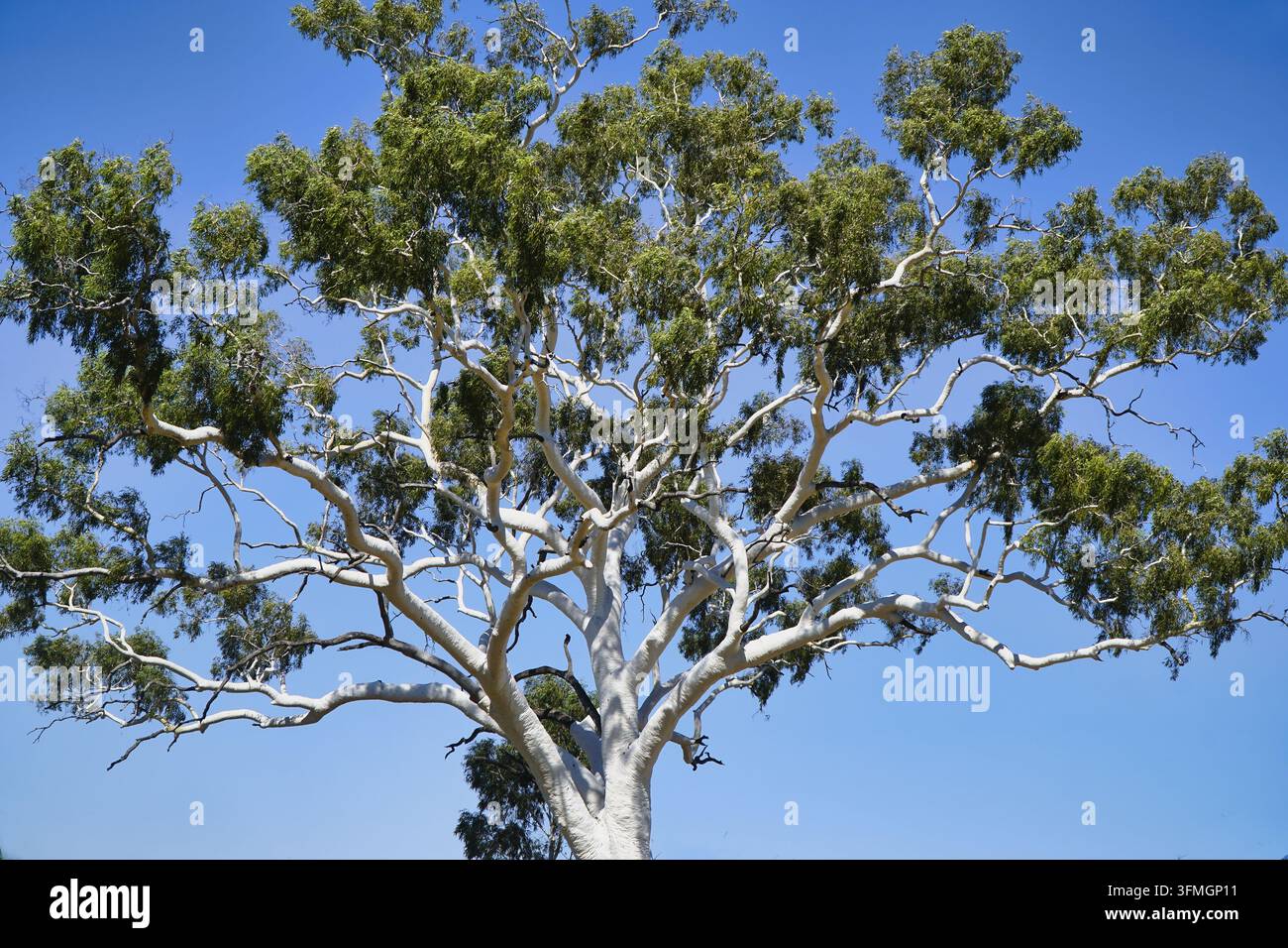 Il magnifico Ghost Gum è alto 33 metri e si stima che abbia 300 anni. Il più grande Ghost Gum in Australia, MacDonnell Ranges, Northern Territory. Barra bianca Foto Stock