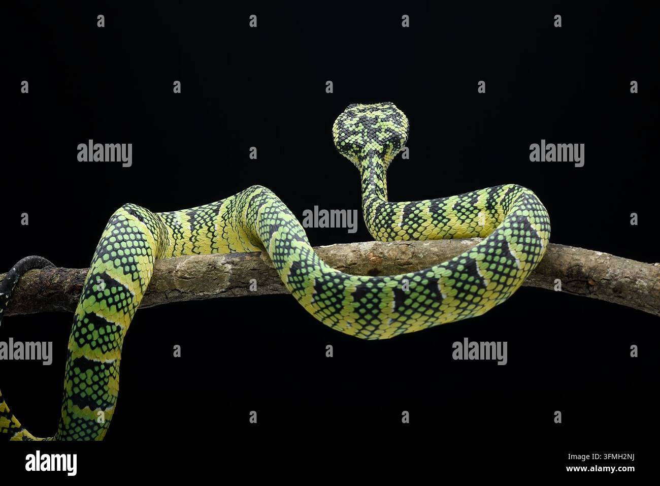 Vipera di Wagler (Tropidolaemus wagleri) che inghiotte intera una preda geco Foto Stock