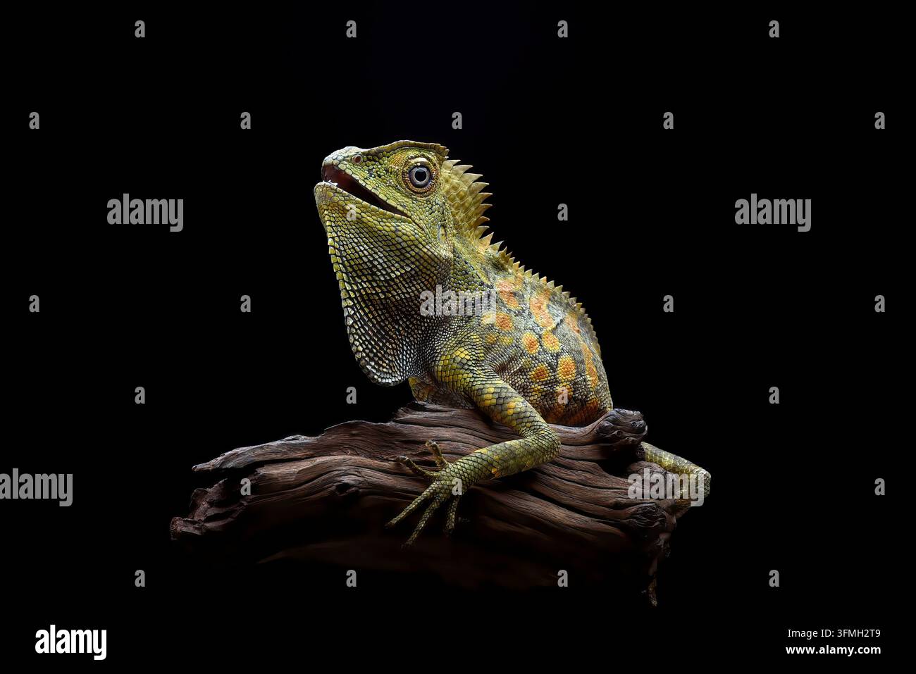 Grande lucertola dalla testa angolare (Gonocephalus) Primo piano di profilo su sfondo nero Foto Stock