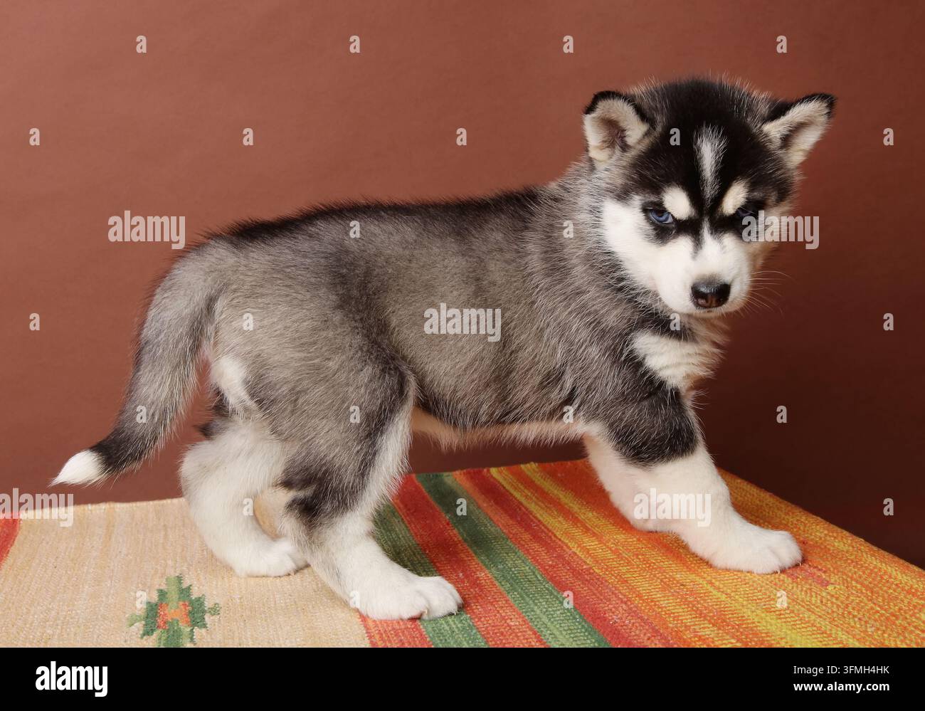 Cucciolo di Huský con occhi diversi. Il cane è in primo piano su uno sfondo marrone. Foto Stock