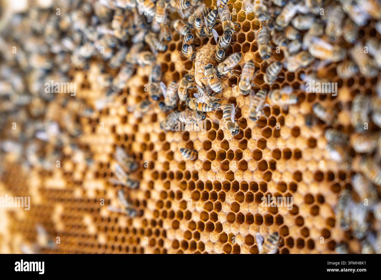 Vista macro ravvicinata di api sul telaio della cella di miele naturale in un apiario, che rivela la struttura attiva della colonia, le cellule di cera e l'attività delle api operaie con Foto Stock