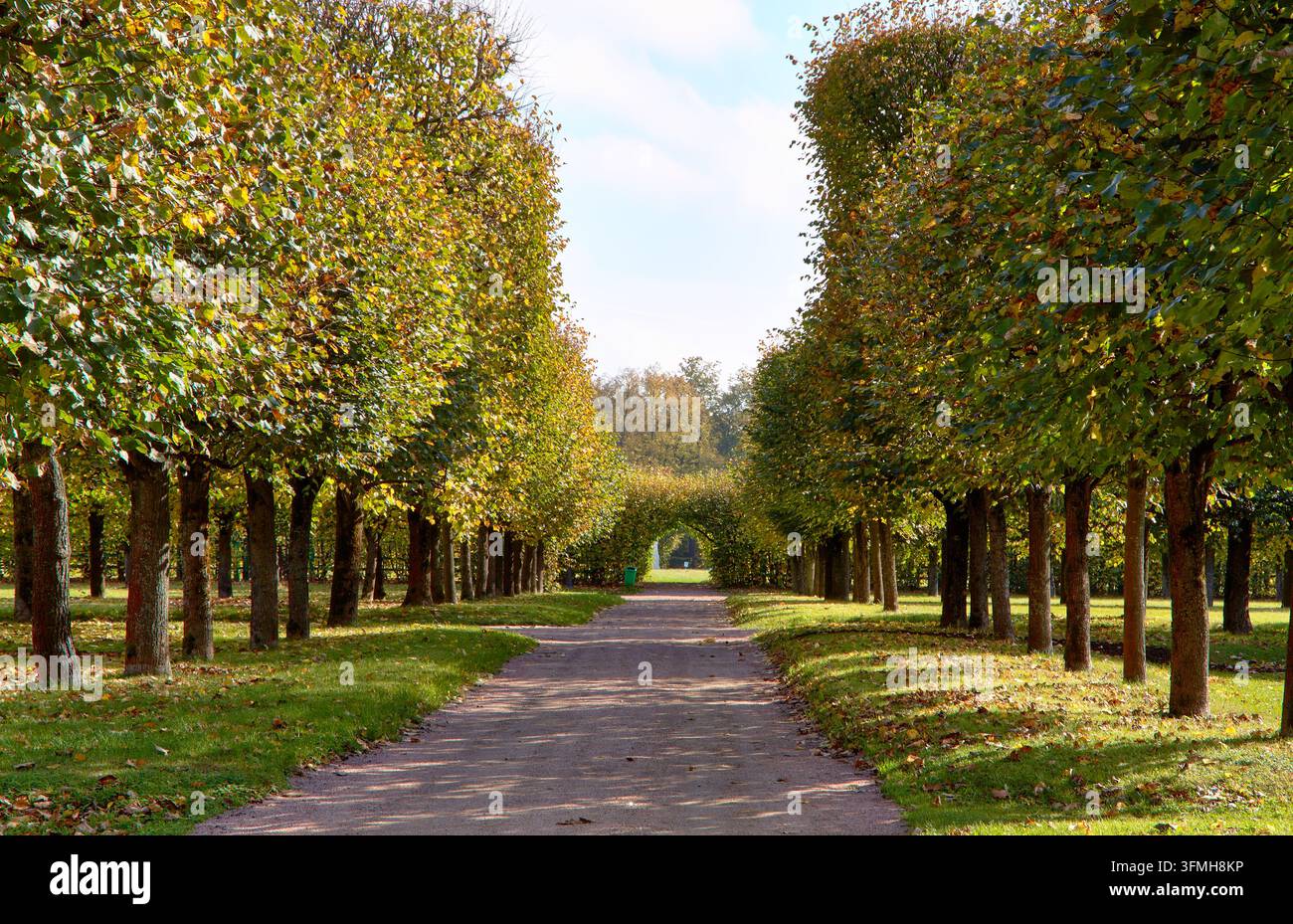 File simmetriche di tigli incorniciano un sentiero lastricato coperto di foglie sparse, che conduce attraverso l'erba verde verso un arco lontano Foto Stock