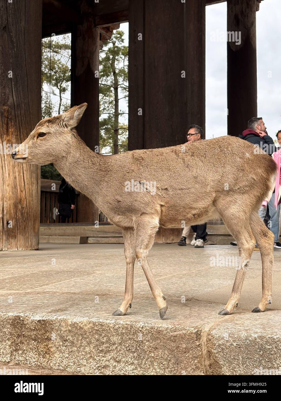 Cervo Sika in piedi davanti a una struttura di tempio in legno nel parco di Nara - Immagine stock catturata con smartphone