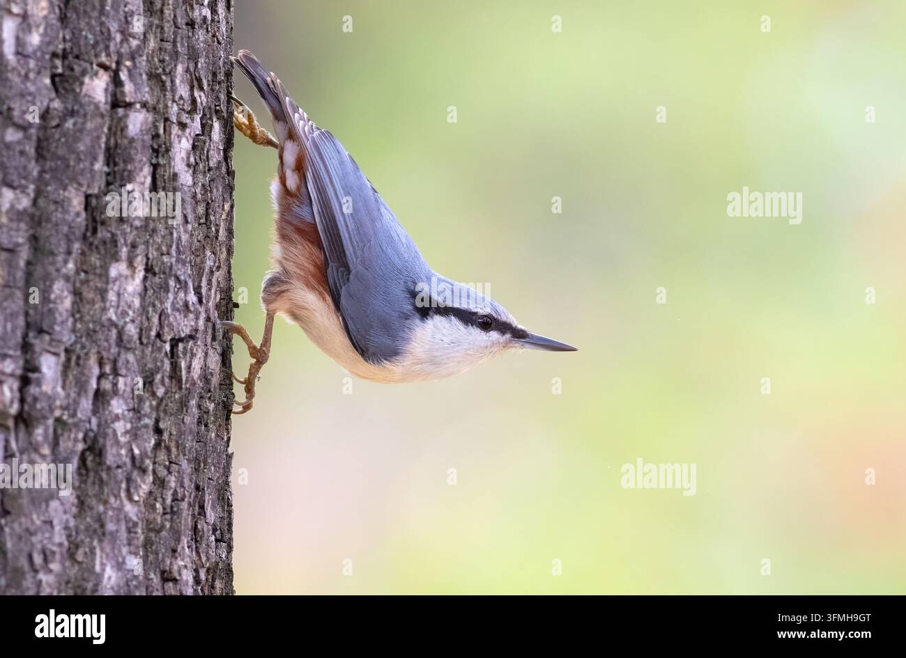 Picchio européo, Sitta europaea. Un uccello si trova su un tronco d'albero in una posa caratteristica Foto Stock