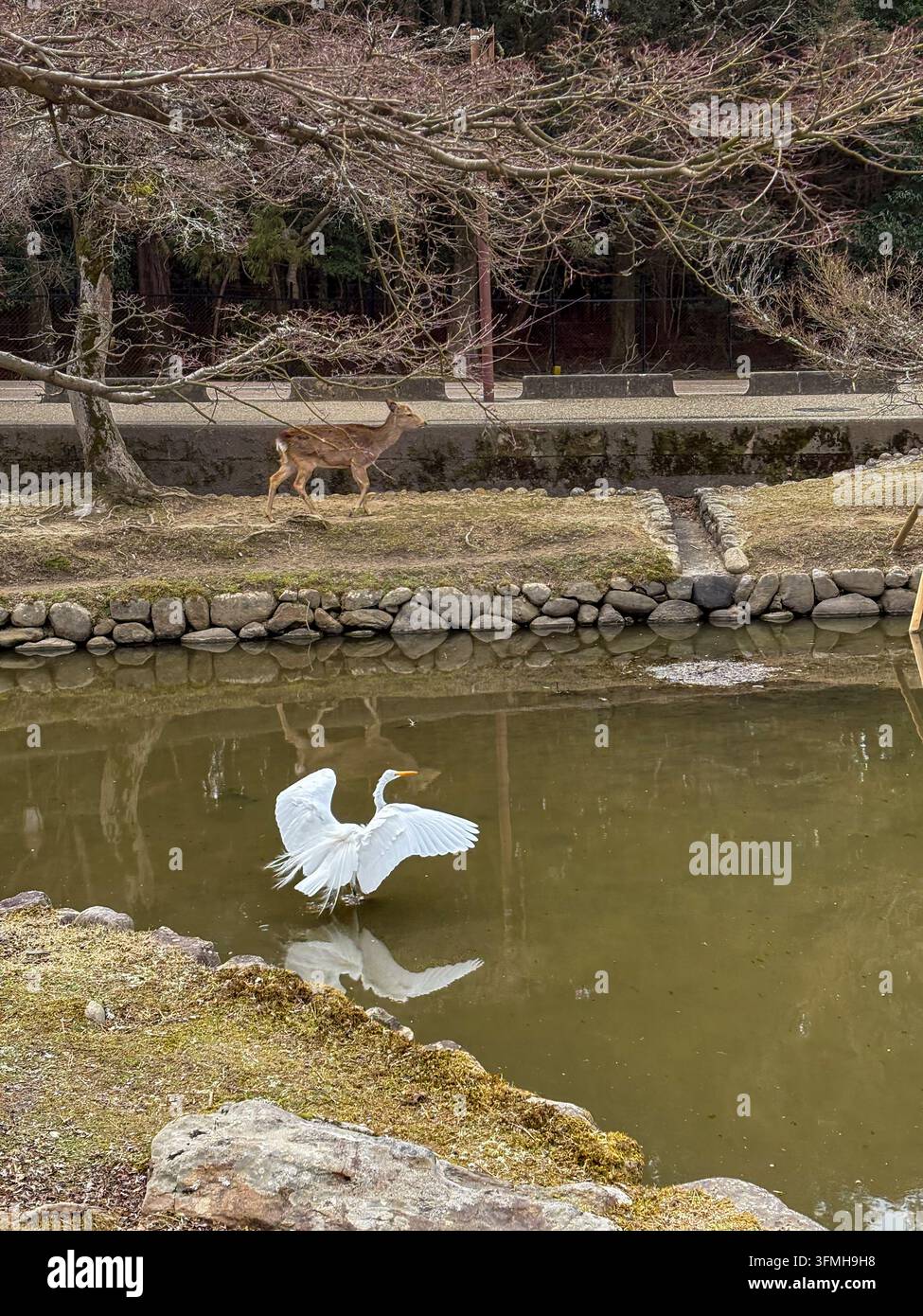 Airone bianco che allarga le ali in uno stagno con un cervo sika al Parco di Nara - Immagine stock catturata con smartphone