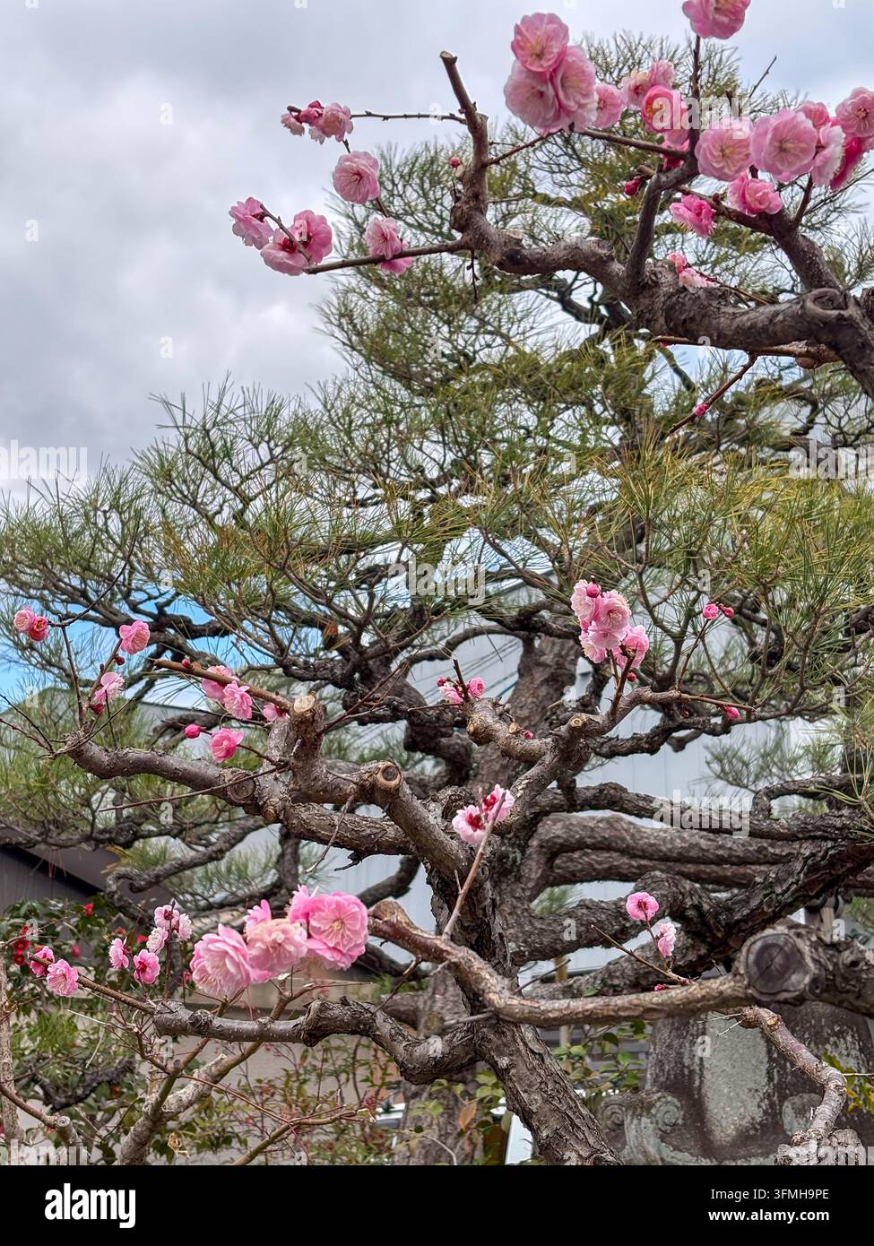 Fiori di prugno rosa in fiore su rami di pino a Nara, Giappone - Immagine stock catturata con smartphone