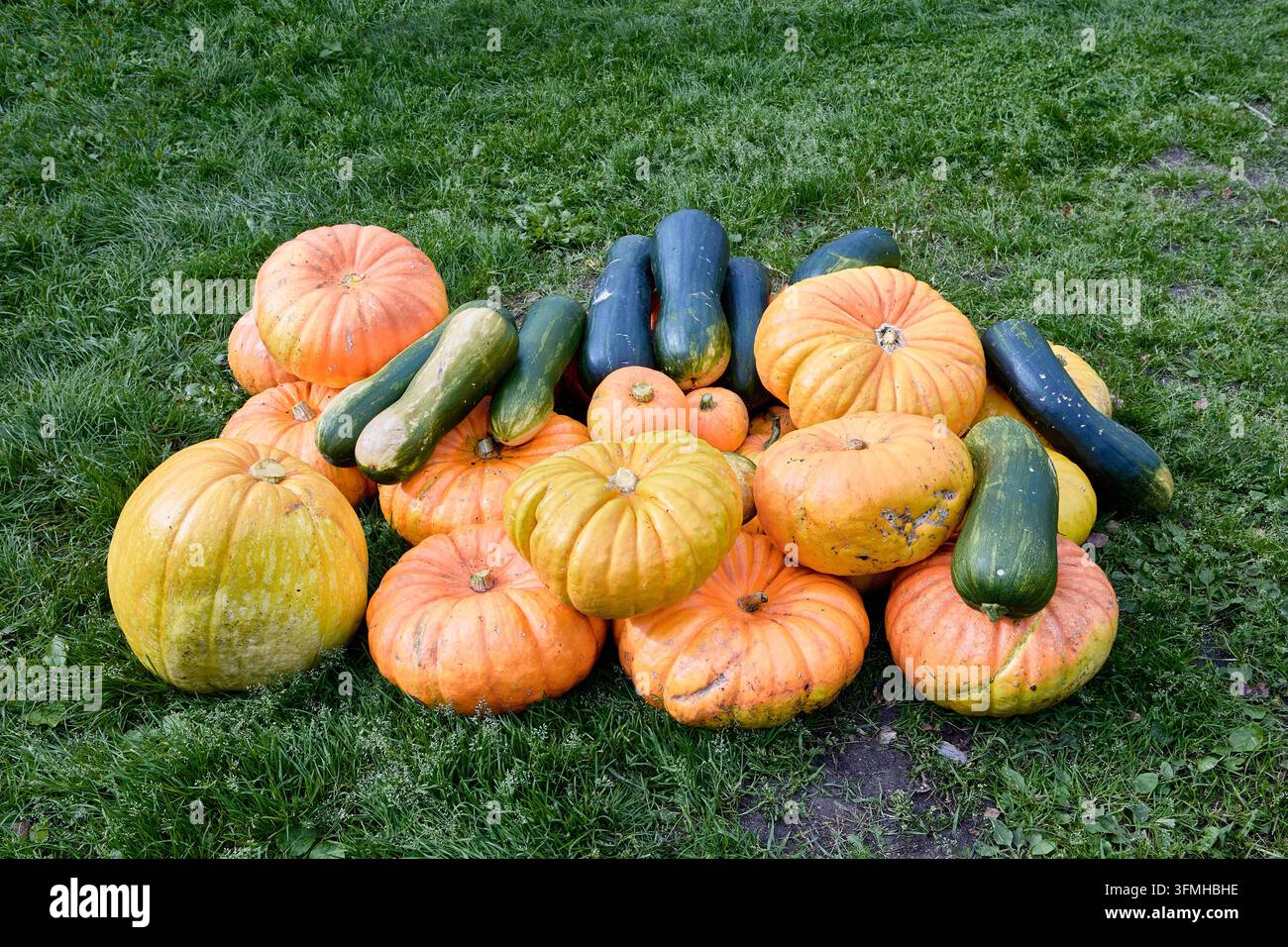 Raccolta di zucche fresche e di zucchine colorate riunite sull'erba, che evidenziano i prodotti abbondanti del giardino e la varietà di verdure stagionali. Foto Stock
