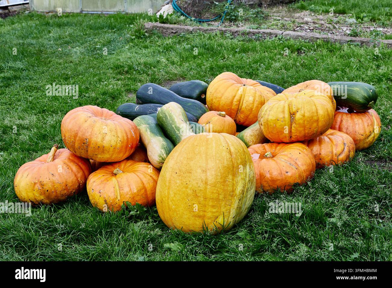 Raccolta di zucche mature e di diverse zucche completata, con abbondanti prodotti disposti sull'erba verde in varie tonalità naturali. Foto Stock