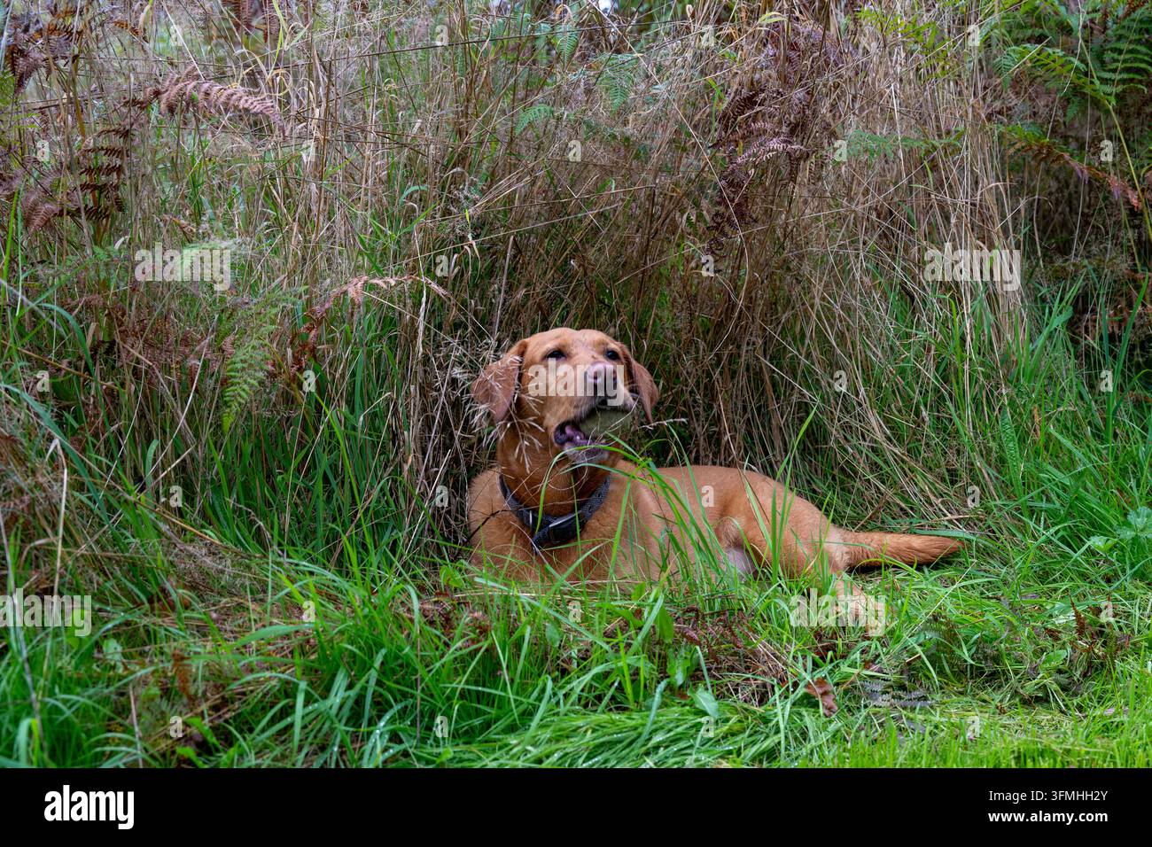 Labrador rosso seduto nell'erba alta con una palla in bocca Foto Stock