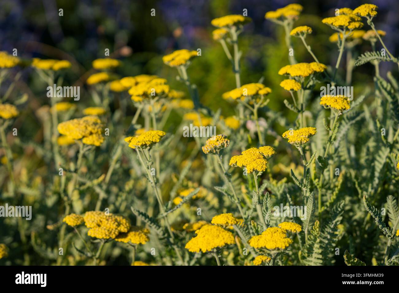 Achillea ‘Moonshine‘, una varietà di achillea a fiori gialli con grappoli piatti di minuscole fiori dorati e una chioma verde argentata finemente divisa. Foto Stock