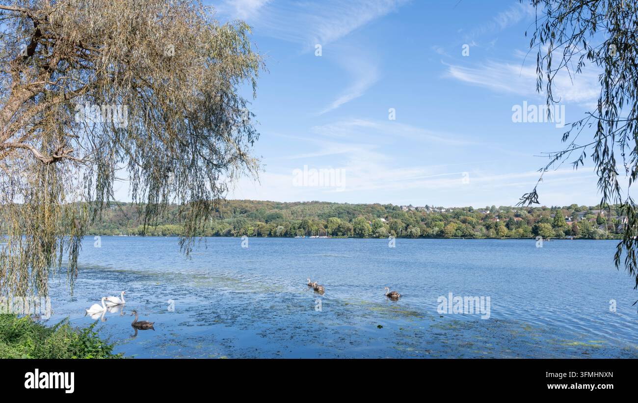 Cigni e uccelli giovani che nuotano lungo la riva del Baldeneysee sotto i salici. Foto Stock