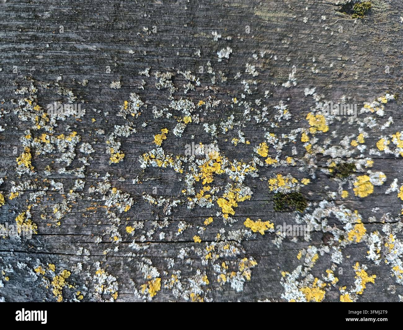Lichen giallo e grigio che cresce su una vecchia superficie di legno consumata Foto Stock