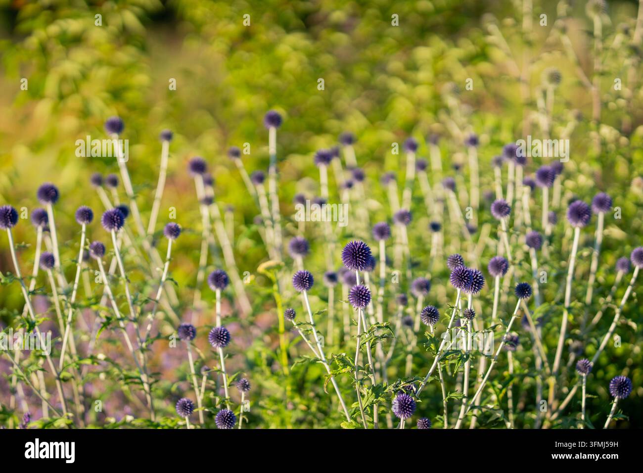 Echinops ritro ‘Veitch’s Blue’, piccolo cardo globo, una pianta perenne sorprendente con numerose teste floreali blu-violetto sferiche su steli alti e pallidi. Foto Stock