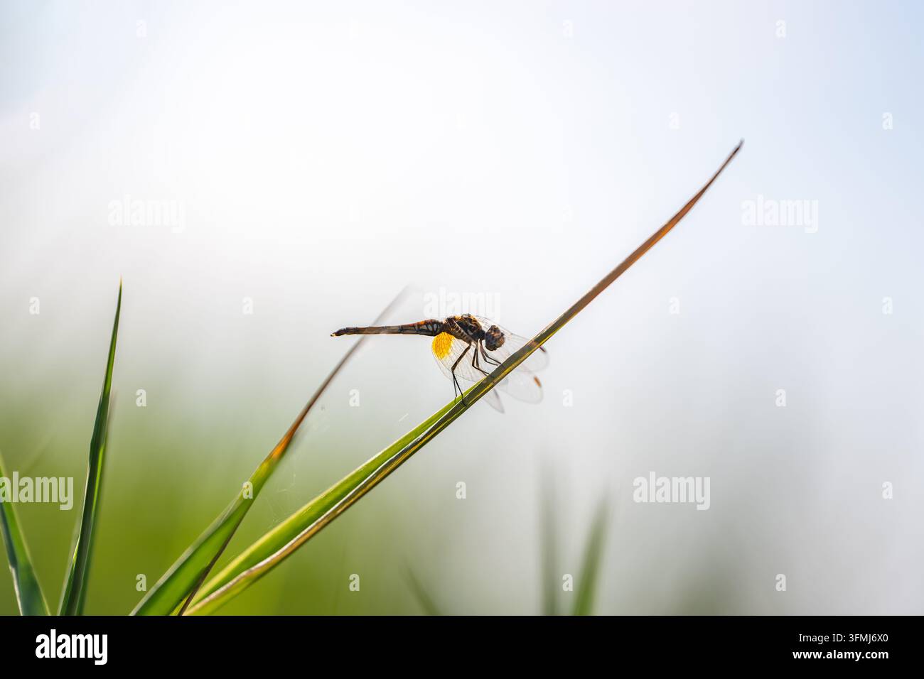 Libellula appollaiata su una punta d'erba con sfondo minimalista luminoso e spazio per il testo Foto Stock