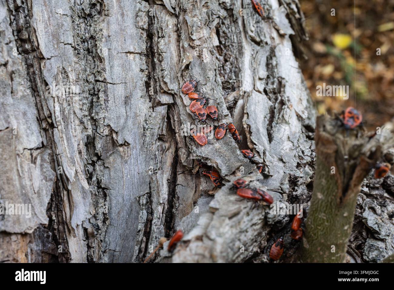 Scarafaggi fuoco in fase di accoppiamento strisciano sulla corteccia dell'albero Foto Stock