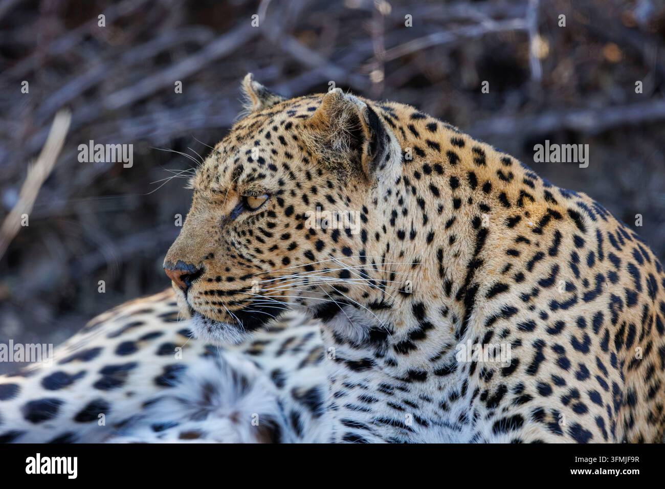 Botswana, riserva di Mashatu, leopardo africano (Panthera pardus pardus), nella savana, sdraiato, riserva di Mashatu, Botswana Foto Stock