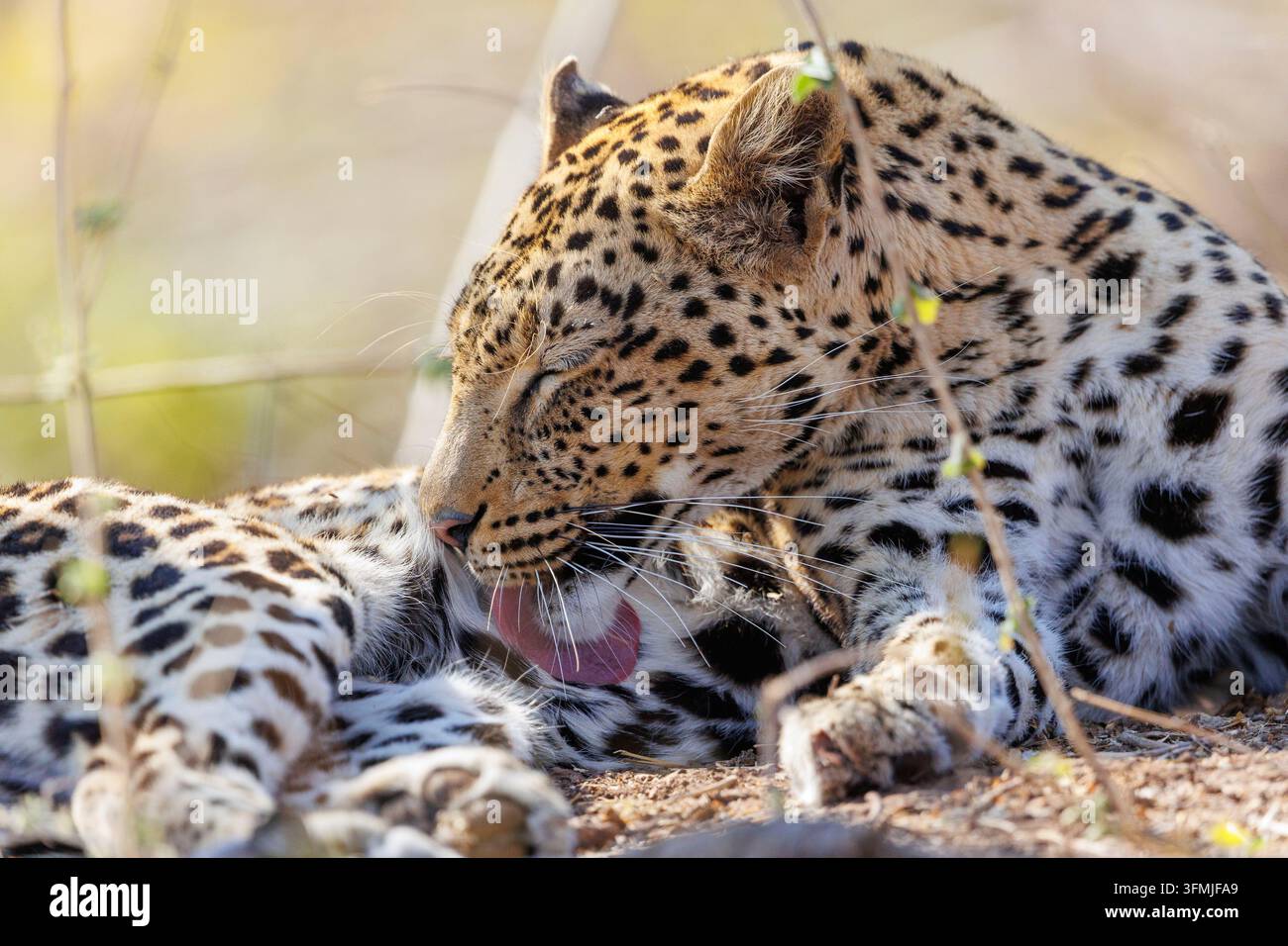 Botswana, riserva di Mashatu, Leopardo africano (Panthera pardus pardus), sdraiato nella savana, Si sta curando, Riserva di Mashatu, Botswana, Foto Stock