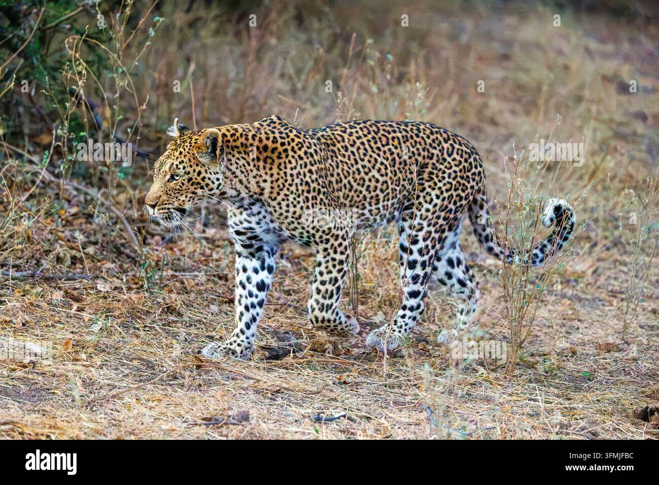 Botswana, riserva di Mashatu, Leopardo africano (Panthera pardus pardus), nella savana, camminando nella riserva di Mashatu, Botswana Foto Stock