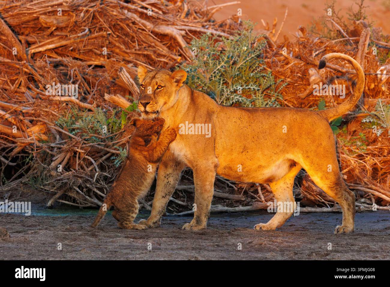 Botswana, riserva di Mashatu, Leone africano (Panthera leo leo): una leonessa accompagnata da un cucciolo; Riserva di Mashatu, Botswana. Foto Stock