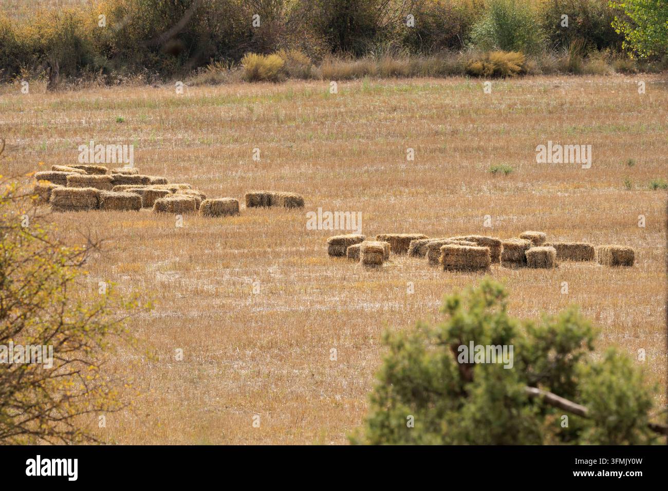 Balloni di paglia raggruppati in un campo coltivato asciutto dopo il raccolto, Bocairent, Spagna Foto Stock