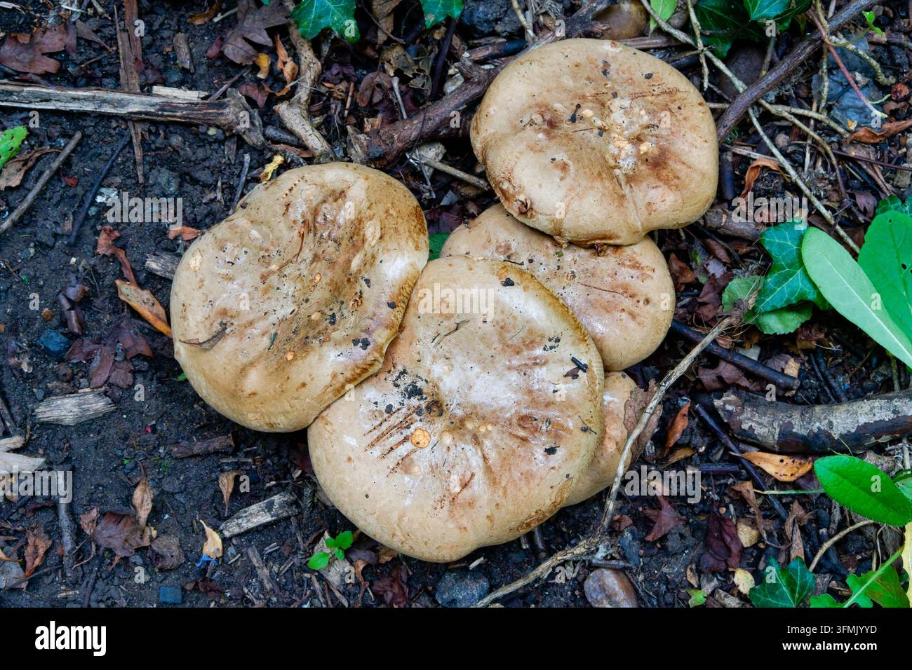 Prima piano di un gruppo di funghi Brown Roll-rim tossici che crescono su un terreno boschivo umido. Foto Stock