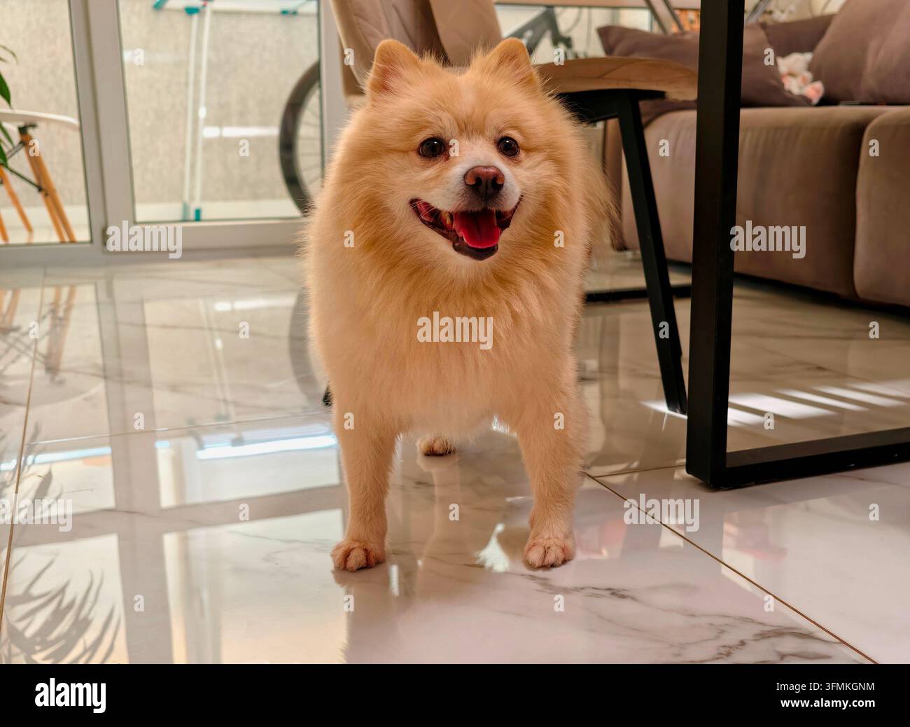 Adorabile cane Pomerania soffice in piedi su pavimento di piastrelle bianche in cucina con un divano e un tavolo sullo sfondo. Foto Stock