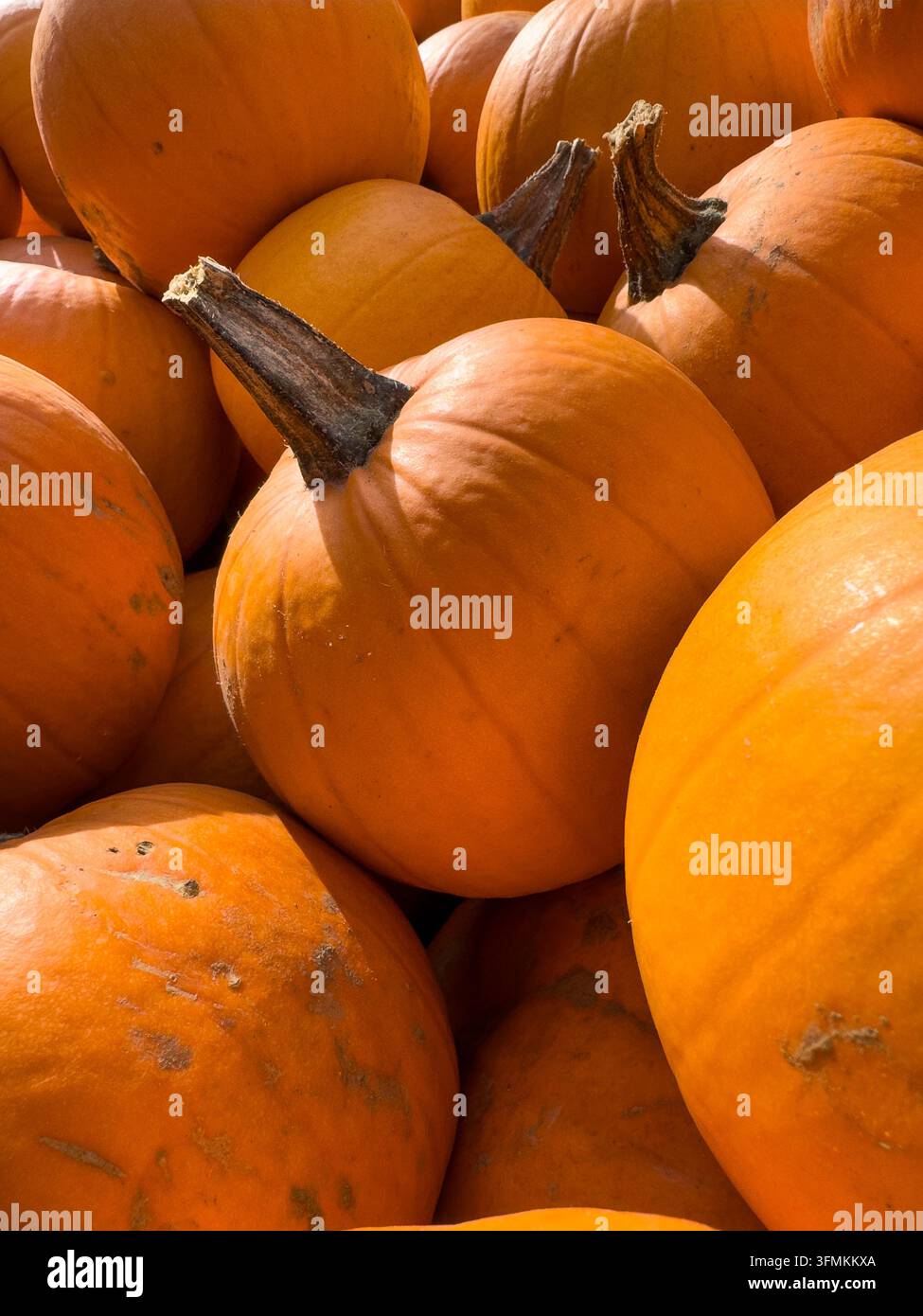 Dettaglio ravvicinato di zucche arancioni ammucchiate alla luce del sole per una esposizione stagionale autunnale. Foto Stock