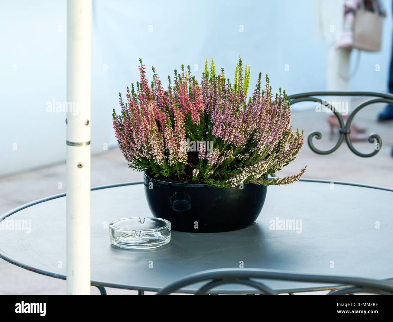 Piantana di erica colorata in vaso su un tavolo rotondo di metallo con posacenere in vetro in un ambiente esterno Foto Stock