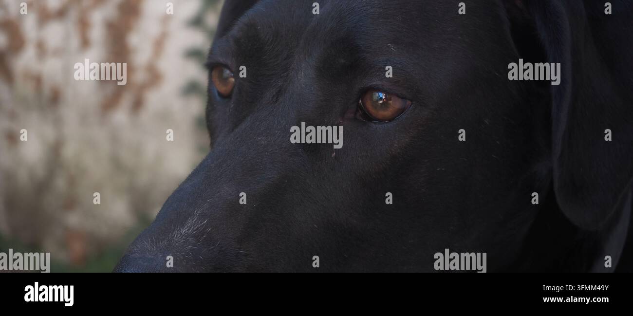 Cane nero di razza mista, primo piano degli occhi Foto Stock